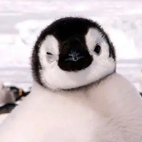 爹系男友动物头像鱼吧