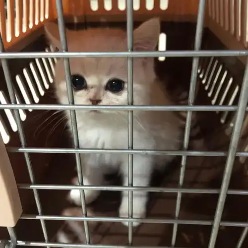 想问问这只是银渐层吗品相怎么样