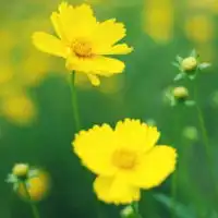 独自绽放的小花儿,自然清新的花朵风景头像