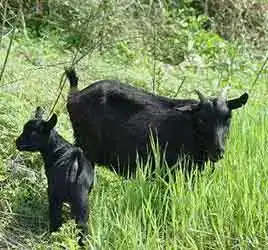 简单一点微小说