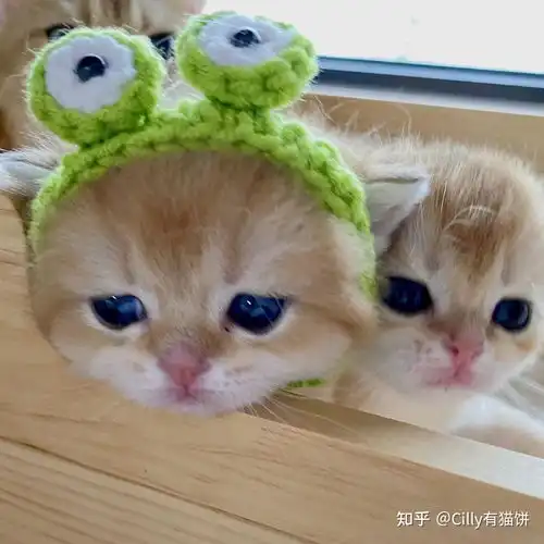 记录小奶猫们的成长