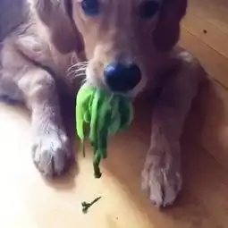 因莲花楼走红狗狗7岁戏龄近6年7岁狗狗近6年戏龄主人发声从狗贩子手里买下它,走红后成它的经纪人