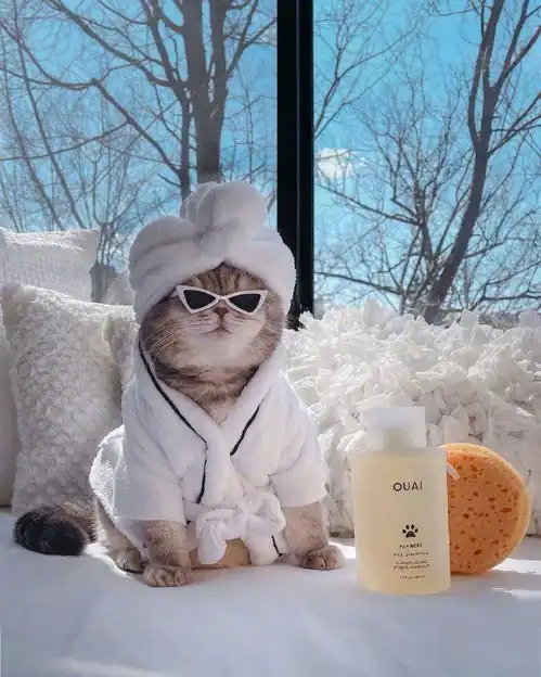 酷猫不同造型写真