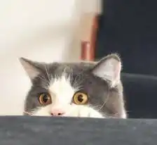 6个关于猫的冷知识,资深绅士都不知道,看了大开眼界