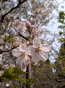 玉渊潭公园每年樱花季更新北京逛公园系列22018年4月更新