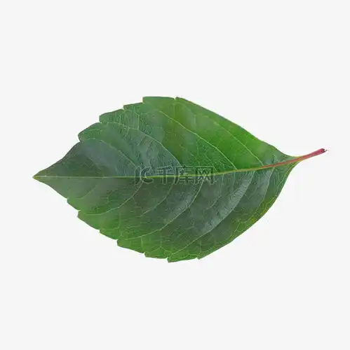 一片树叶素材图片免费下载千库网