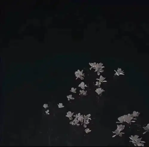 温柔文案见过花开的人,便会懂得风的温柔