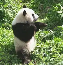 功夫熊猫q版头像