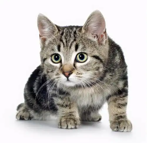 如果你想让猫咪长寿,平时需要让它避开6件事