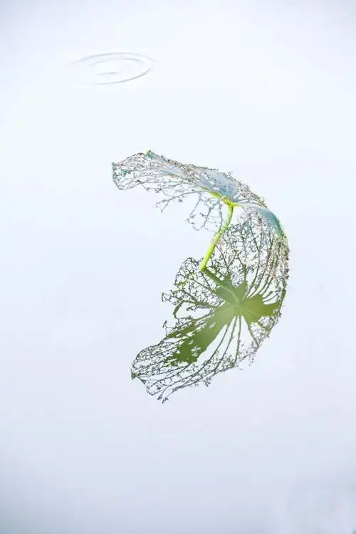 霜降到,今年冬天会偏冷