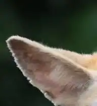 小动物欢乐节系列之动物的耳朵