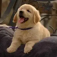 抱金毛的头像拥抱金毛的头像微信头像图片大全