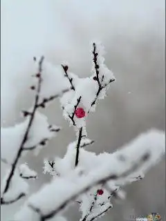 终极一班之傲雪寒梅