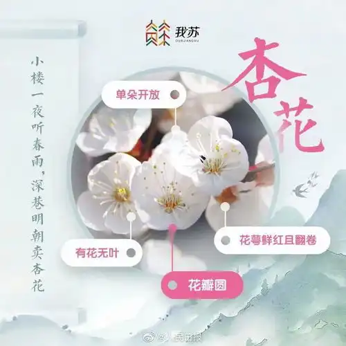 送你一朵小红花,到底怎么鉴别它