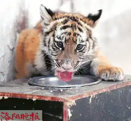 洛阳市民与华南虎宝宝近距离互动