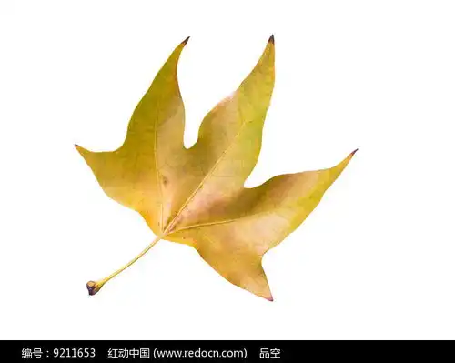 一片落叶高清图片下载红动网