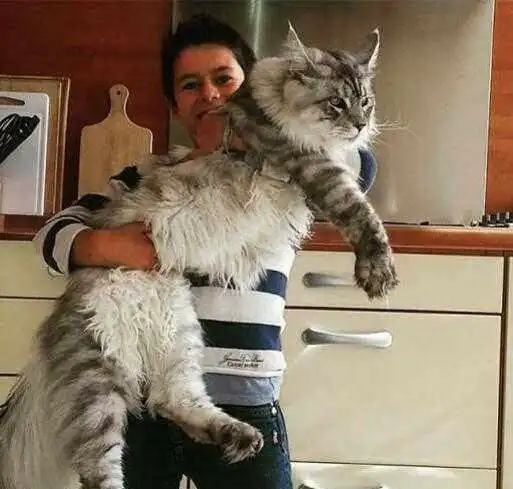 有着山君般霸气形状的猫咪缅因猫