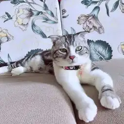 怎么喂猫,才能把猫喂得很健壮