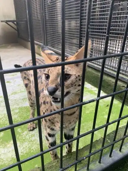 薮猫好看不是你占有它的理由松江一男子非法收购濒危野生动物被拘