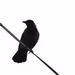 求一张手机壁纸内容是黑白色白色背景许多只黑色的鸟乌鸦踩着