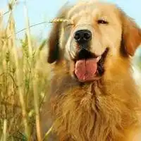 金毛情侣头像一对微信头像图片大全