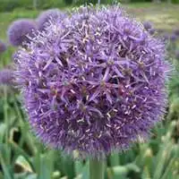 紫色球花微信头像微信头像图片大全