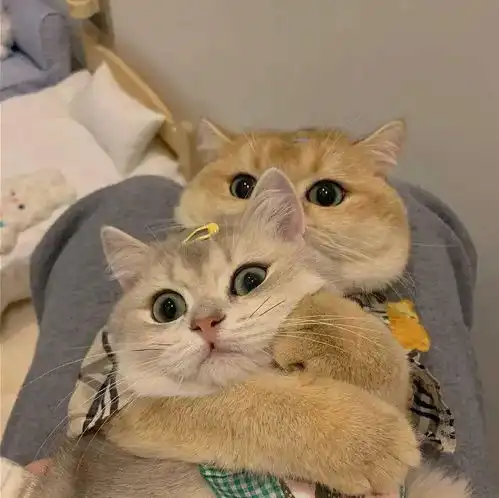 甜蜜情侣头像奇怪的动物会被保护起来,奇怪的人却遭受排挤