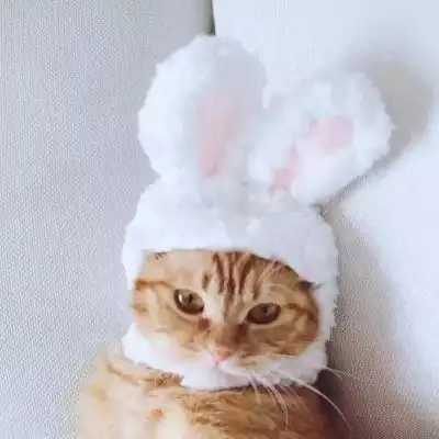 猫系列的情侣头像一左一右2020年两个猫咪的情头超萌版