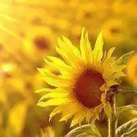 粉色荷花微信头像微信头像图片大全