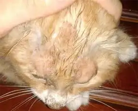我家猫咪得了猫癣抹了药现在得猫癣的地方变黑了上面还有一层皮还总掉皮这是快好了吗有没有专