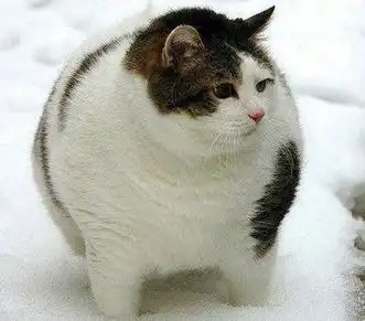 肥猫图片素材可爱猫咪的自拍