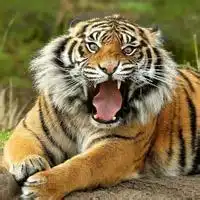 求凶猛老虎头像