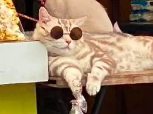 一只猫咪戴着墨镜,在爆米花的摊位旁趴着,猫买一袋免费撸猫