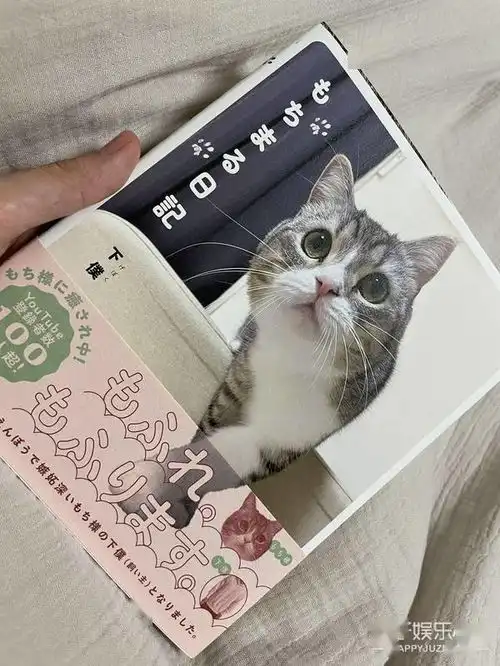 最可爱养成系小猫麻薯丸是如何成为顶流的还打破了世界纪录