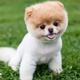 5个月博美毛量少,毛色不好吃什么可以改善