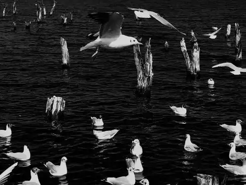 有哪些透着遗憾的句子