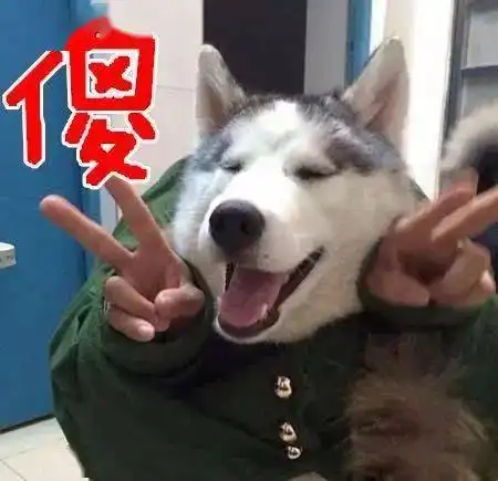 哈士奇和椅子打架,竟引发一场命案小命也差点就没了
