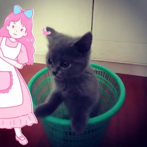 求一些女生和猫咪的头像