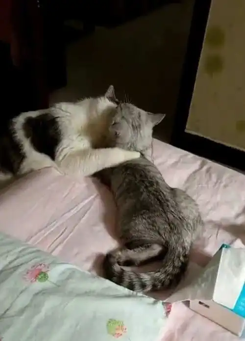 猫主子和女朋友上演不可描述,网友笑喷猫咪每天都学的啥