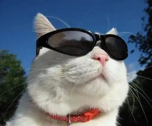 日本网红猫咪猫叔去世怎么回事网红猫咪猫叔去世原因是什么