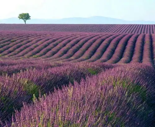 我们都有景观病