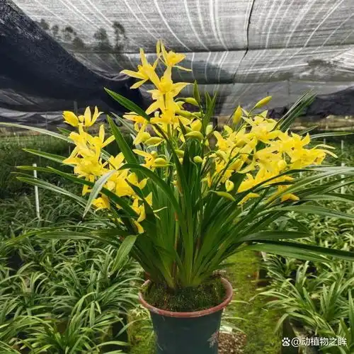 兰花的花语象征与寓意从高贵到纯洁的多重象征