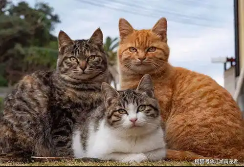 土猫也有不同的种类这几种颜值超高的田园猫,你认识吗