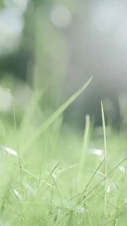 一组绿色系壁纸送给你