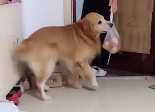 金毛主动帮主人提吃的回家,下一秒男子却大吼傻狗,把门打开