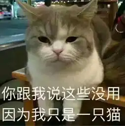 猫系女友表情包头像动漫