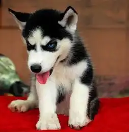 出售高品质哈士奇幼犬蓝眼三火哈士奇保健康