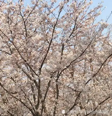 风吹花瓣落英缤纷上海顾村公园樱花节诗意浪漫的地方