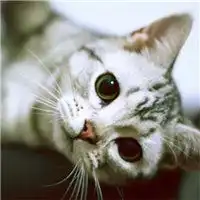 猫咪的照片可爱头像微信头像图片大全