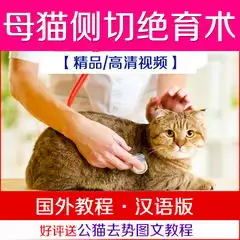 猫母猫绝育手术视频教程猫咪侧切绝育术送公猫去势教程图文讲解教程素材